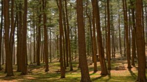 Digitale Vignette vs. Klebevignette: Welche Variante ist die bessere Wahl?